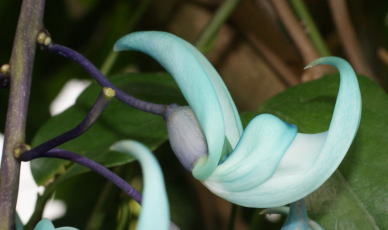 ヒスイカズラ 跡見群芳譜(外来植物譜 ヒスイカズラ)